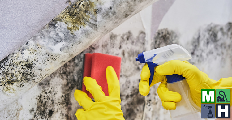 How to clean and kill mold using everyday household products